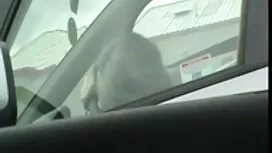 Страпон молодий біля ...